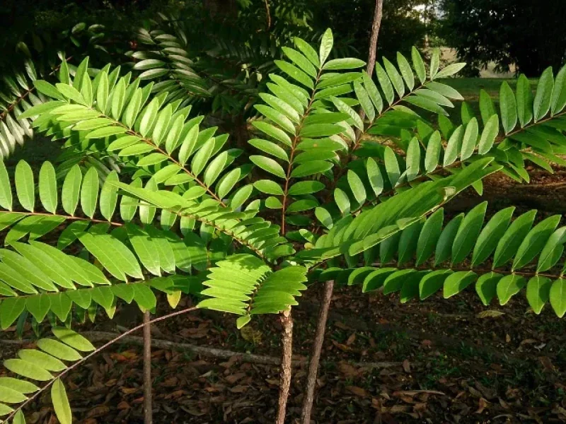 Tongkat Ali extract used in JellyBoost