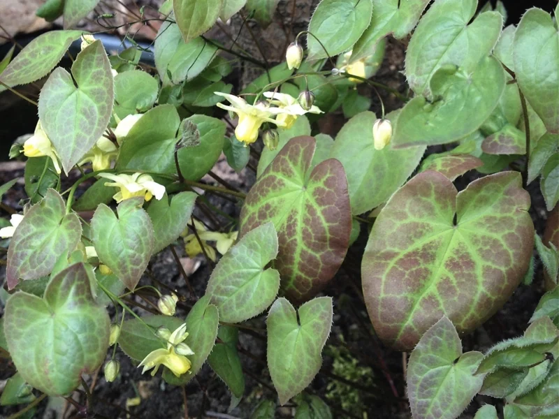 Horny Goat Weed extract used in JellyBoost