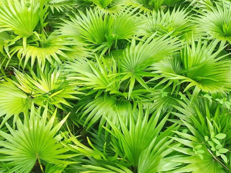 L-Arginine HCl extract used in JellyBoost